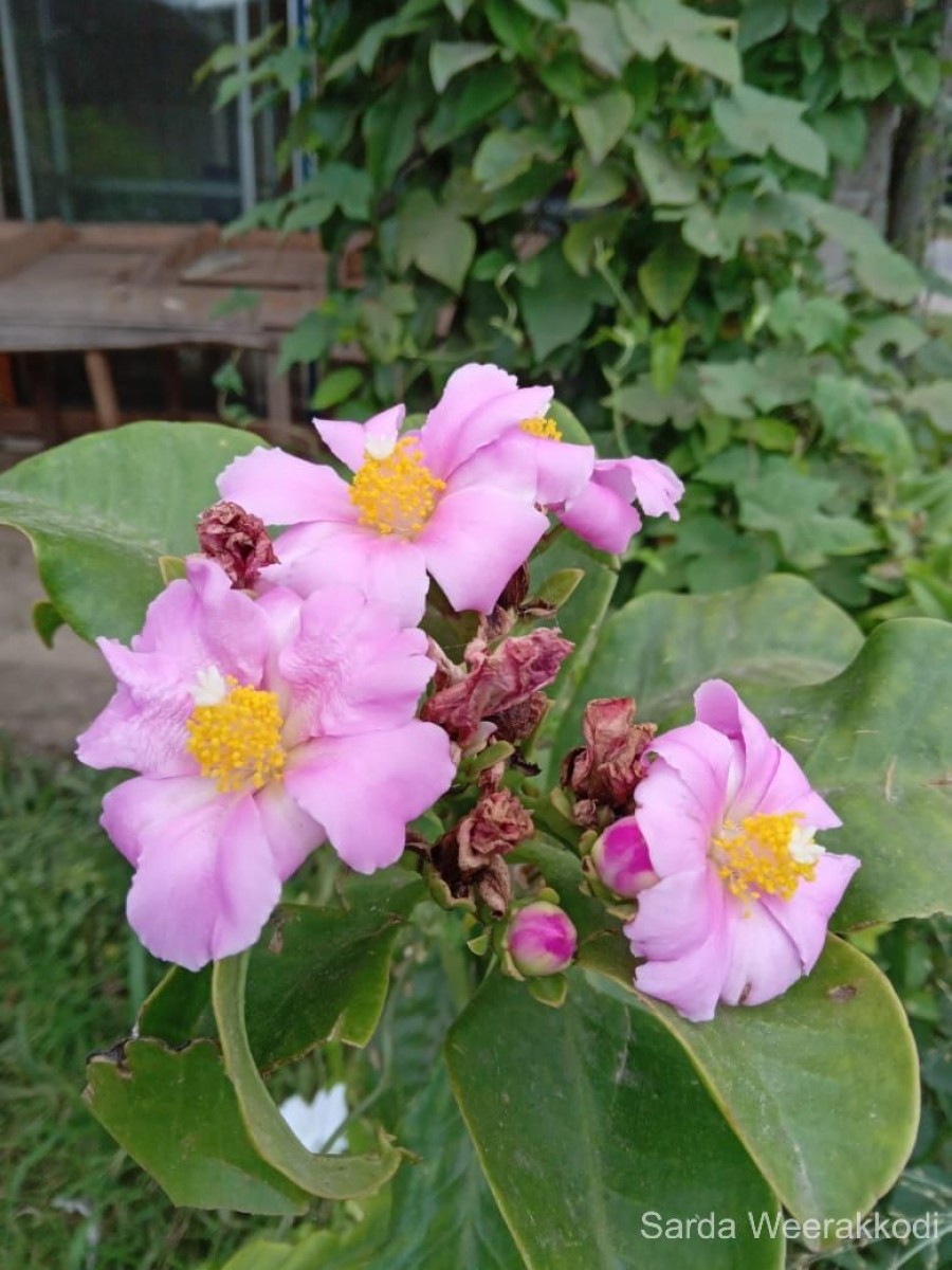 Rhodocactus grandifolius (Haw.) F.M.Knuth